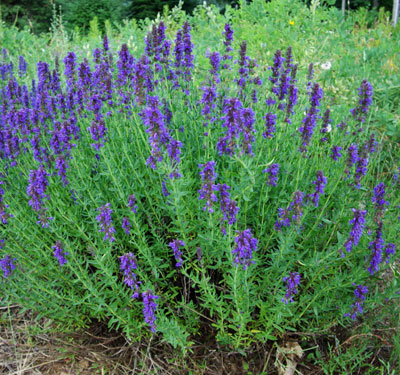 Hyssopus officinalis (Hyssop)