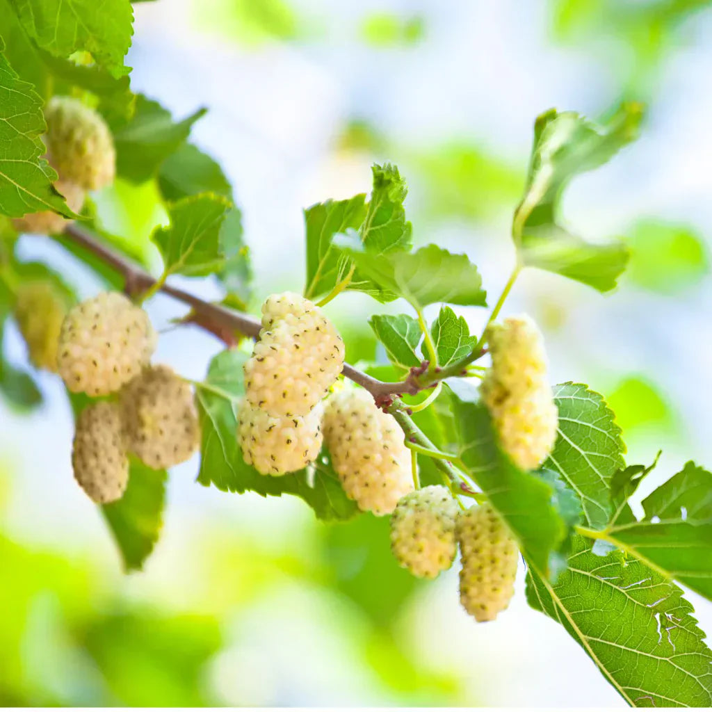 Mulberry – Natural Support for the Liver