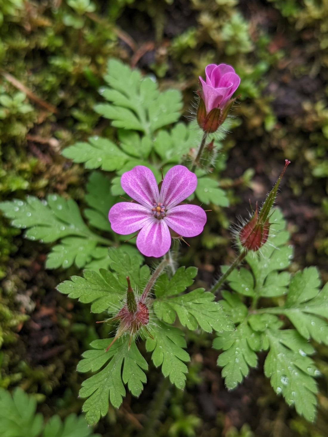 Geranium Mix – Natural Support Against Colds, Flu, and Heart Pain