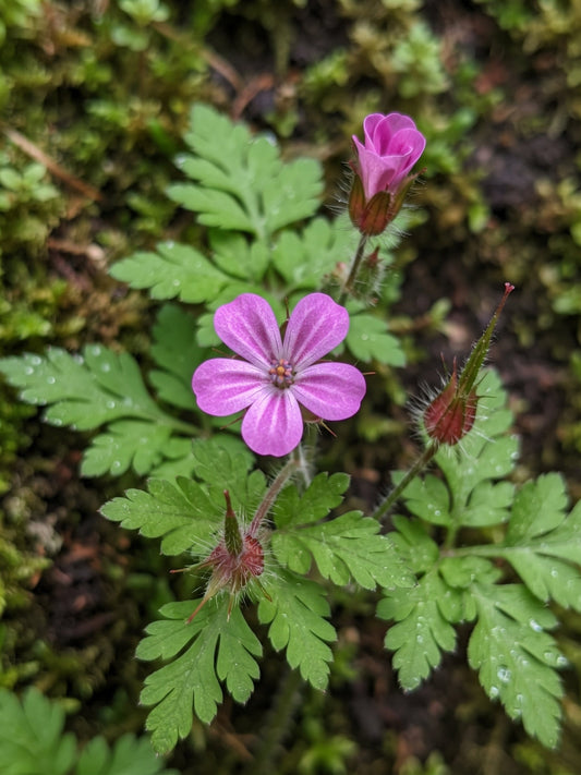Geranium Mix – Natural Support Against Colds, Flu, and Heart Pain